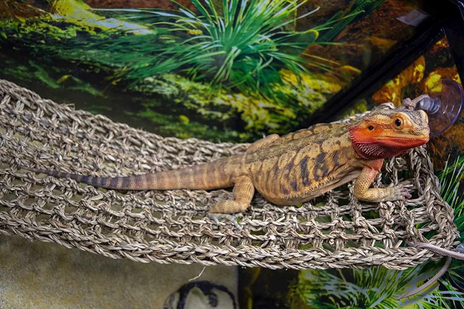 Château et pont de Penn Plax pour les lézards