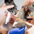 thumbnail image 3 of Aseo De Mascotas Hamaca Ayudante Asistente Toalla Seca Multifuncional Bolsa De Sujeción para Perros Y Gatos -tt, 3 of 5