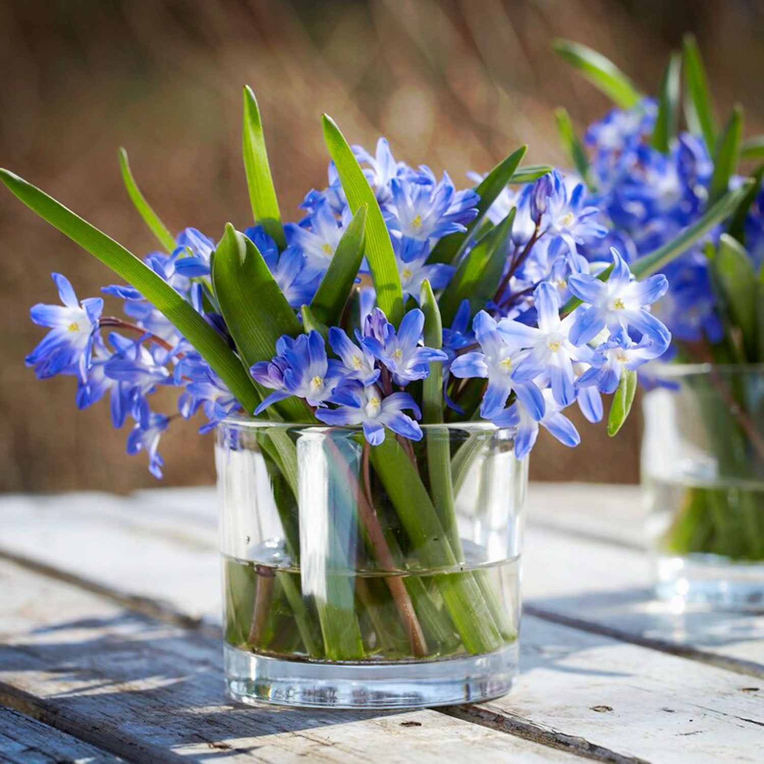 Garden State Bulb Blue Giant Chionodoxa Glory of the Snow Flower Bulbs, 5/+cm, Fragrant (Bag of 50)