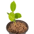 thumbnail image 6 of ⭐ Gardenera Labs Expanded Clay Pebbles – 4mm-16mm LECA Balls | 100% Natural Hydroton Clay for Drainage, Hydroponics, Aquaponics, Terrariums, Orchids & Indoor Plant Growing Medium - 10 Quarts, 6 of 7