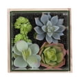 thumbnail image 2 of Vickerman 6" Artificial Green Assorted Succulents in Wood Container and Glass Top., 2 of 4