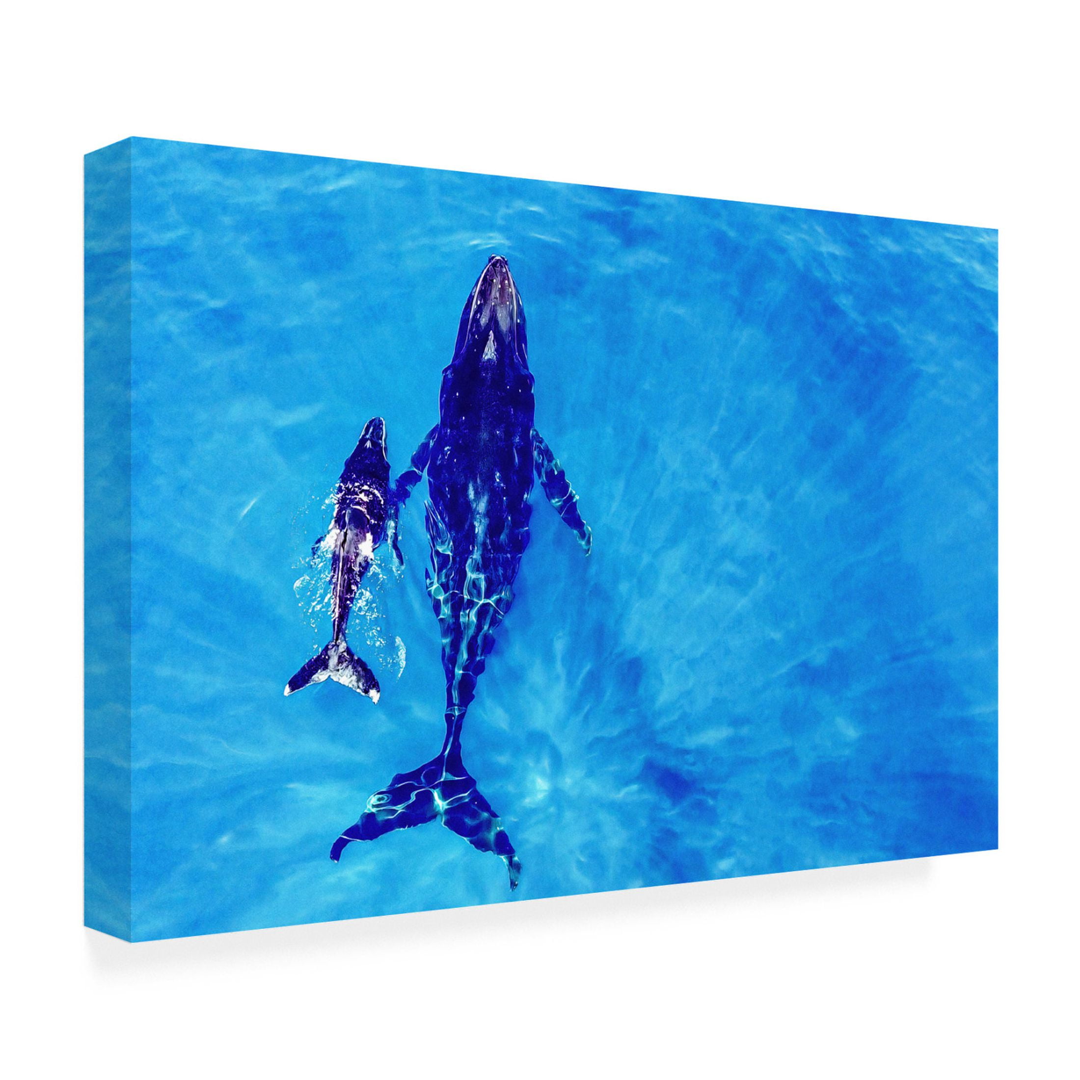 Trademark Fine Art Melloi Art Prints Melesan Discover the world Canvas Wall Art