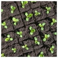 thumbnail image 3 of Everwilde Farms - 1/4 lb Black Seeded Simpson Leaf Lettuce Seeds - Gold Vault Bulk Seed Packet, 3 of 3