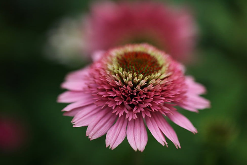 Butterfly Kisses Double Coneflower Echinacea 4" Pot