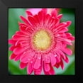 thumbnail image 2 of Bryant, Susan 12x12 Black Modern Framed Museum Art Print Titled - Mixed Gerber II, 2 of 5