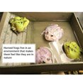 thumbnail image 4 of Methold Lavabo de baño de animales para reptiles pequeños, tazón de bañera lavable portátil, rampa de escalada, de agua, bandeja para Alimentadores automáticos de peces Color de madera al azar, 4 of 6