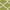 Olive/Ivory, variant on SAFAVIEH Newport Lalit Geometric Cotton Area Rug, Olive/Ivory, 2'6" x 4'3"