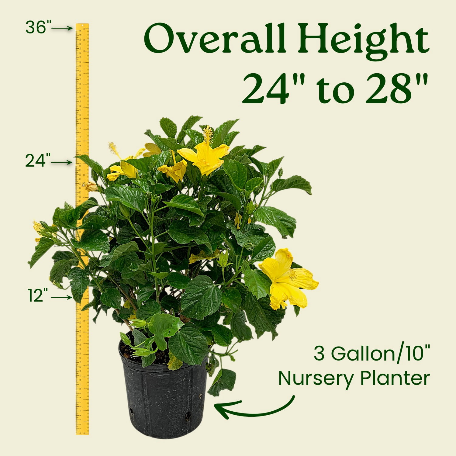Tropical Plants of Florida 26" to 28" Yellow Live Hibiscus Bush; Full Sunlight, Yellow Flowering Plant