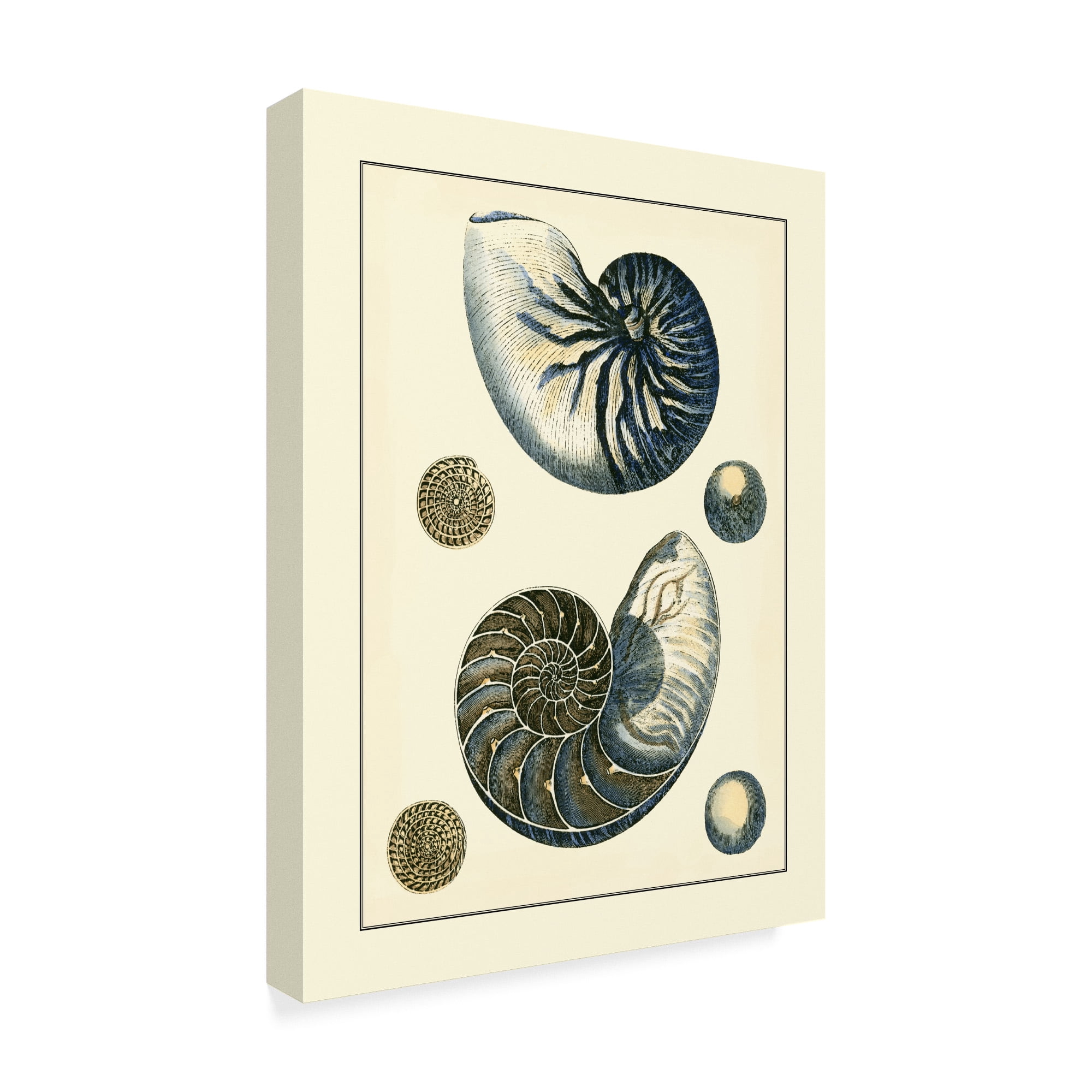 Trademark Fine Art 'Antique Blue Nautilus' Canvas Art by Vision Studio