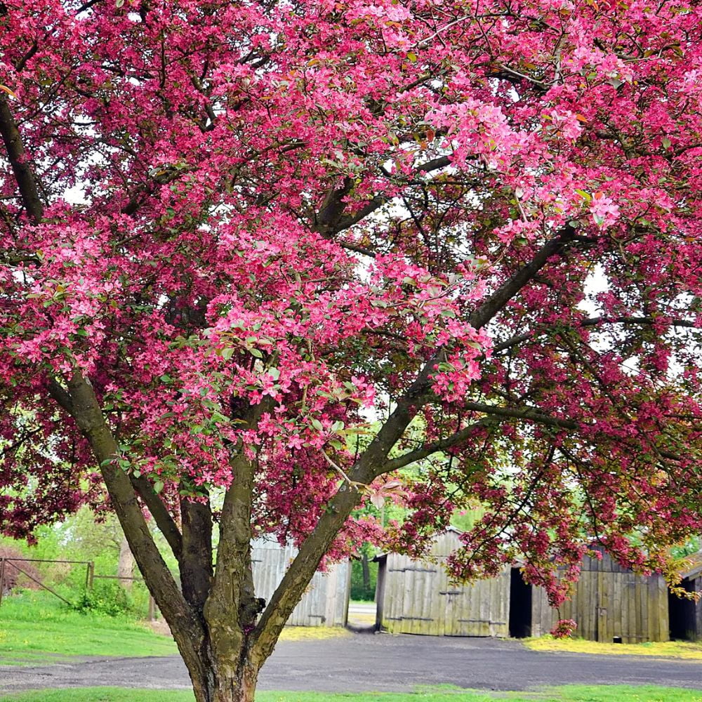 Expert Gardener 2-3 ft tall Indian Summer Crabapple Live Tree in 5-Gallon Grower Pot
