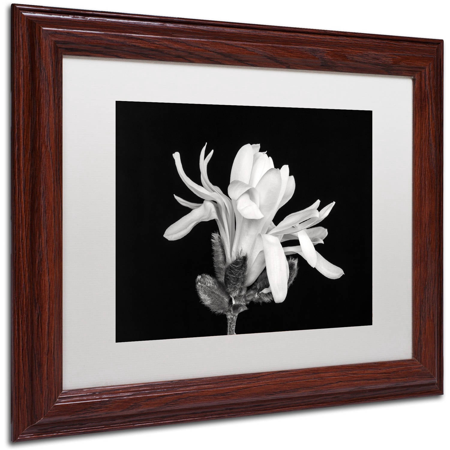 Trademark Fine Art 'Magnolia Flower' Canvas Art by Pierre Leclerc, White Matte, Wood Frame