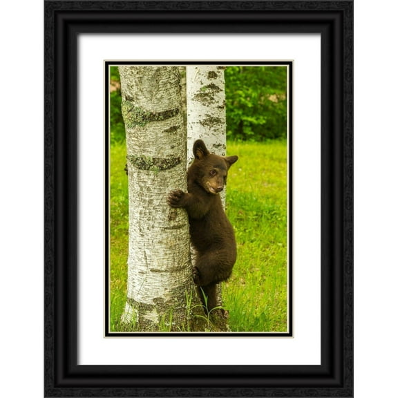 Jaynes Gallery 23x32 Black Ornate Wood Framed with Double Matting Museum Art Print Titled - Minnesota-black bear cub climbing tree-captive
