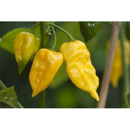 Pepper Hot Habanero Lemon Yellow Great Heirloom Vegetable 25 (Best Fertilizer For Habanero Peppers)