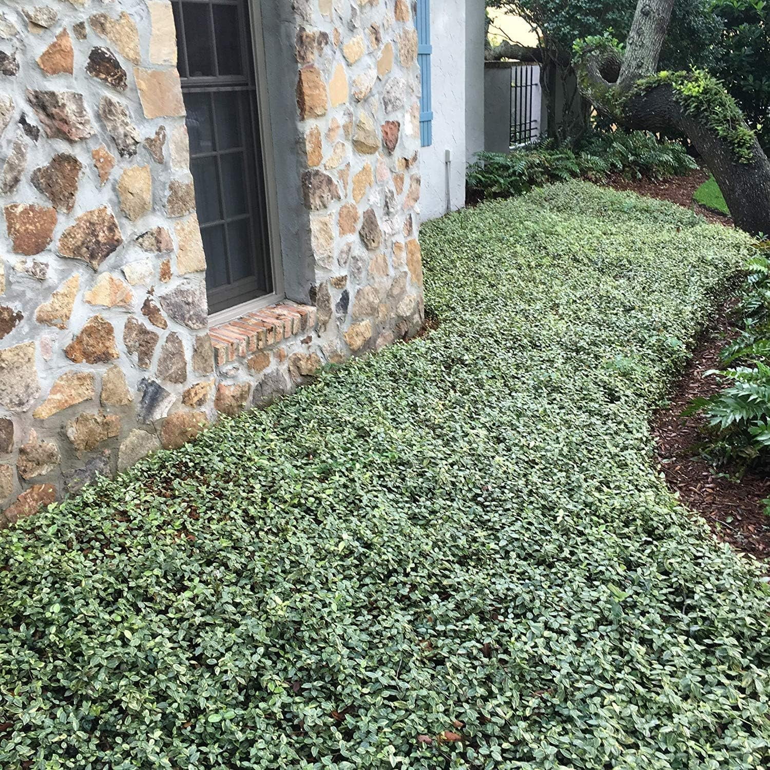 Variegated Asiatic Jasmine Minima  3 Live Plants  Easy-Grow Ground Cover  Lush, Trailing Green and White Foliage  Perfect for Gardens and Landscape Borders  Hardy Evergreen Plant