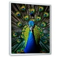 thumbnail image 2 of Designart "Blue Radiant Peacock" Animals Floater Framed Canvas Art Print, 2 of 7