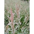 thumbnail image 3 of Japanese Willow - Salix 'Hakaro Nishiki' | 3 Gallon Size Container, 3 of 5