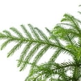 thumbnail image 3 of Norfolk Island Pine Live Plant for Indoor | Different Houseplants in 4'' to 8'' Pot | Real House Plant for Living Room | Araucaria heterophylla | Christmas plant, 3 of 5