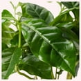 thumbnail image 3 of American Plant Exchange Arabica Coffee Plant, 4-Inch Pot, Live Fruiting Houseplant, Deep Green Foliage, 3 of 5