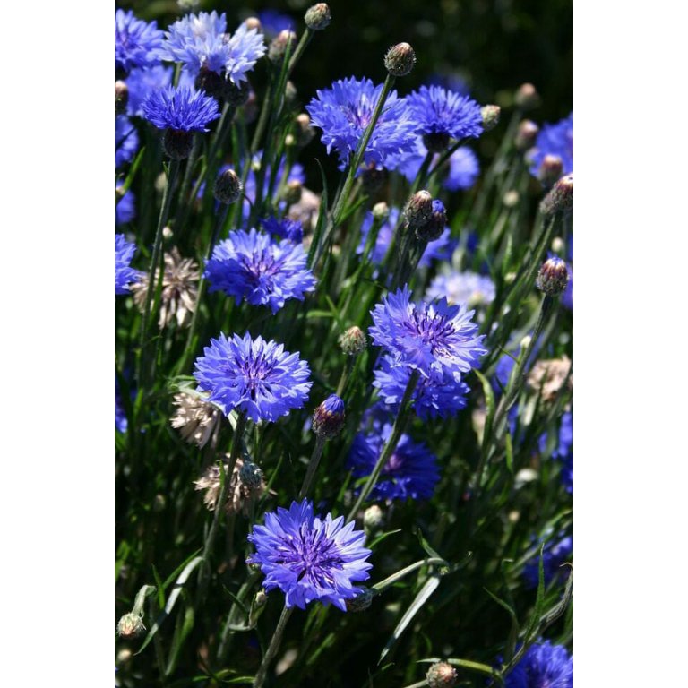 TomorrowSeeds - 9 Species Mix Blue Wildflower Seeds - 750+ Count Packet -  Multi Variety Baby Blue Eyes Larkspur Bachelor Button Flower Seed Non GMO  2023 Season 