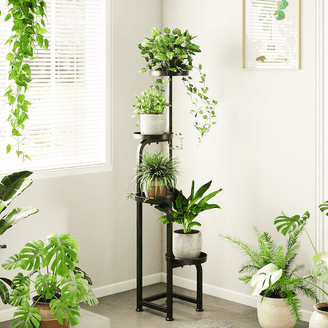 4 snake plant Sansevieria laurentii 4