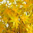 thumbnail image 2 of Nearly Natural Pre-Lit Fall Yellow Maple Artificial Potted Tree - 6' - Warm White LED Lights, 2 of 4