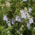 thumbnail image 3 of Rosemary Plants Live in 4 Inch Pot - Pack 2 Pots Blue Purple Rosemary Herb Plants Indoor Outdoor Garden, 4-6" Tall, 3 of 6