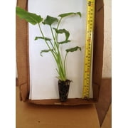 Philodendron Xanadu - live starter plants less than 12 inches tall