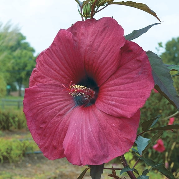 Direct Gardening Big Red Hibiscus Potted Red Flowering Perennial Starter Plant Grown in a 4 Inch Pot, 1 Per Offer