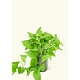 thumbnail image 3 of Epipremnum Aureum Live Green Plant in 8" Pot, 3 of 5