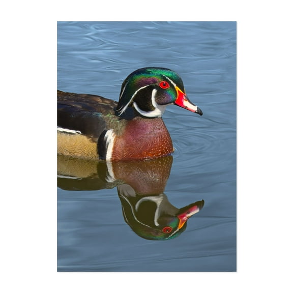 Wood Duck - Photography Wildlife Bird Nature Aquatic Lake Water Animal Unframed Wall Art Print 4 x 6 inches