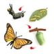 thumbnail image 2 of Bewildely Simulación de plantas de insectos, escuela de crecimiento temprano, modelo de jardín de infantes, juguetes educativos de aprendizaje, Juguetes Educativos Tipo 2, 2 of 6