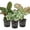 3Pack, variant on Signature Botanics Houseplant Collection - 3 Live Plants In 4 Inch Growers Pots - Growers Choice - Elegant and Beautiful Easy Care Indoor Foliage Perfect for Home or Office