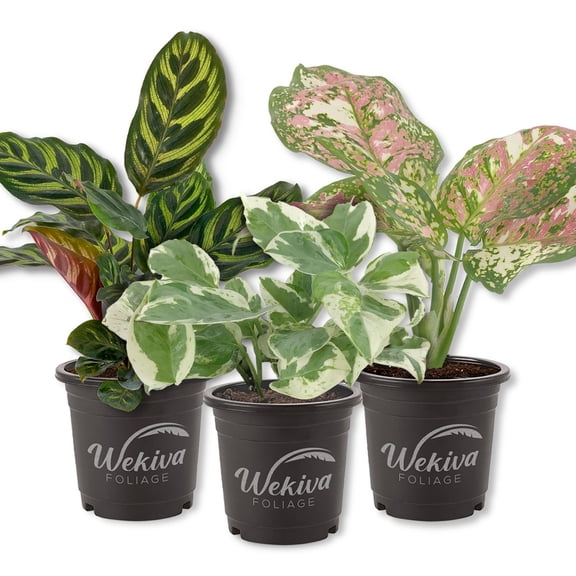 Signature Botanics Houseplant Collection - 3 Live Plants In 4 Inch Growers Pots - Growers Choice - Elegant and Beautiful Easy Care Indoor Foliage Perfect for Home or Office