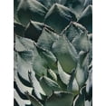 thumbnail image 2 of Perry, Rachel 19x24 White Modern Wood Framed Museum Art Print Titled - Agave I, 2 of 4