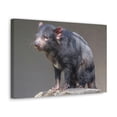 thumbnail image 2 of Tasmanian Devil Hunting Tasmanian Devil on Hunt Print Animal Wall Art Wildlife Canvas Prints Wall Art Ready to Hang Unframed, 2 of 18