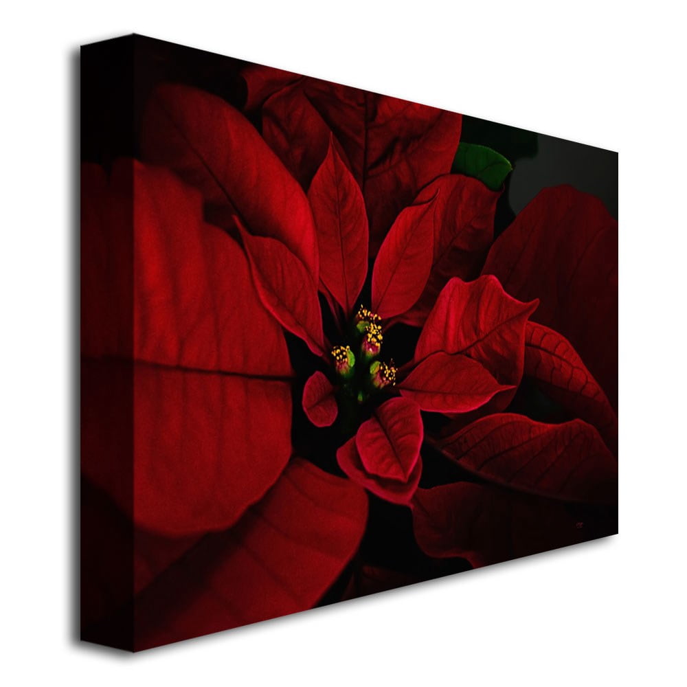 Trademark Fine Art "Poinsettia" Canvas Wall Art by Lois Bryan