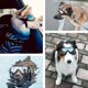 thumbnail image 5 of Gafas de sol de moda para perros con correa ajustable Gafas con protección UV Gafas impermeables, a prueba de viento y polvo para perros grandes y medianos, 5 of 5