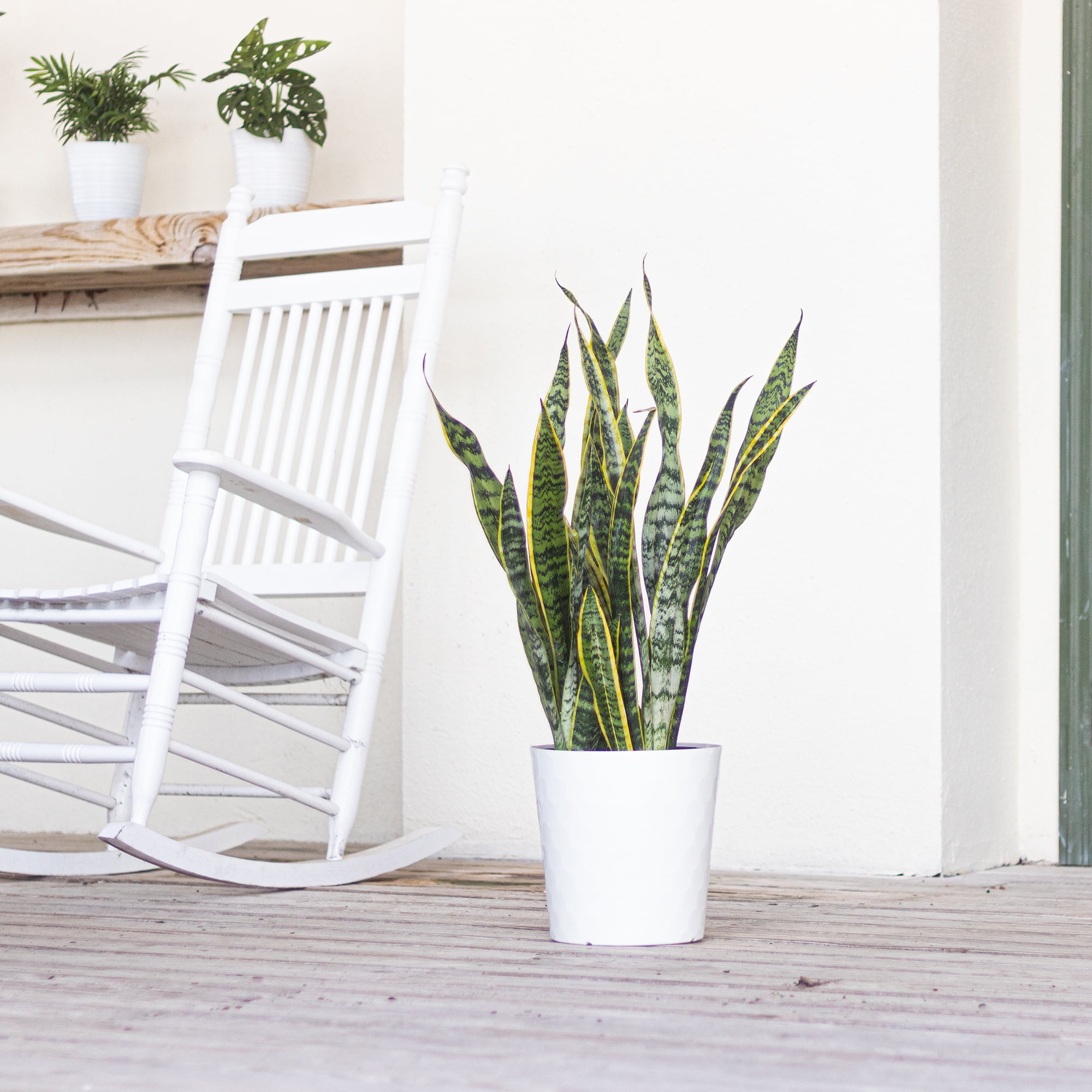 United Nursery Live Sansevieria Laurentii Plant 22-30 inches Tall in 9.25-inch Grower Pot