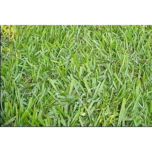 Argentine Bahia Pasture Grass Seed 25 Lbs.