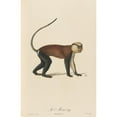 thumbnail image 2 of Jean-Baptiste Audebert 17x24 Black Ornate Framed Double Matted Museum Art Print Titled: La Mone (1797), 2 of 5