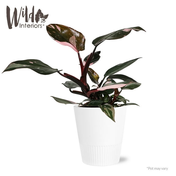 Wild Interiors Live Indoor Plant 12" Tall Pink Princess Philodendron in 5" Decorative Ceramic Pot