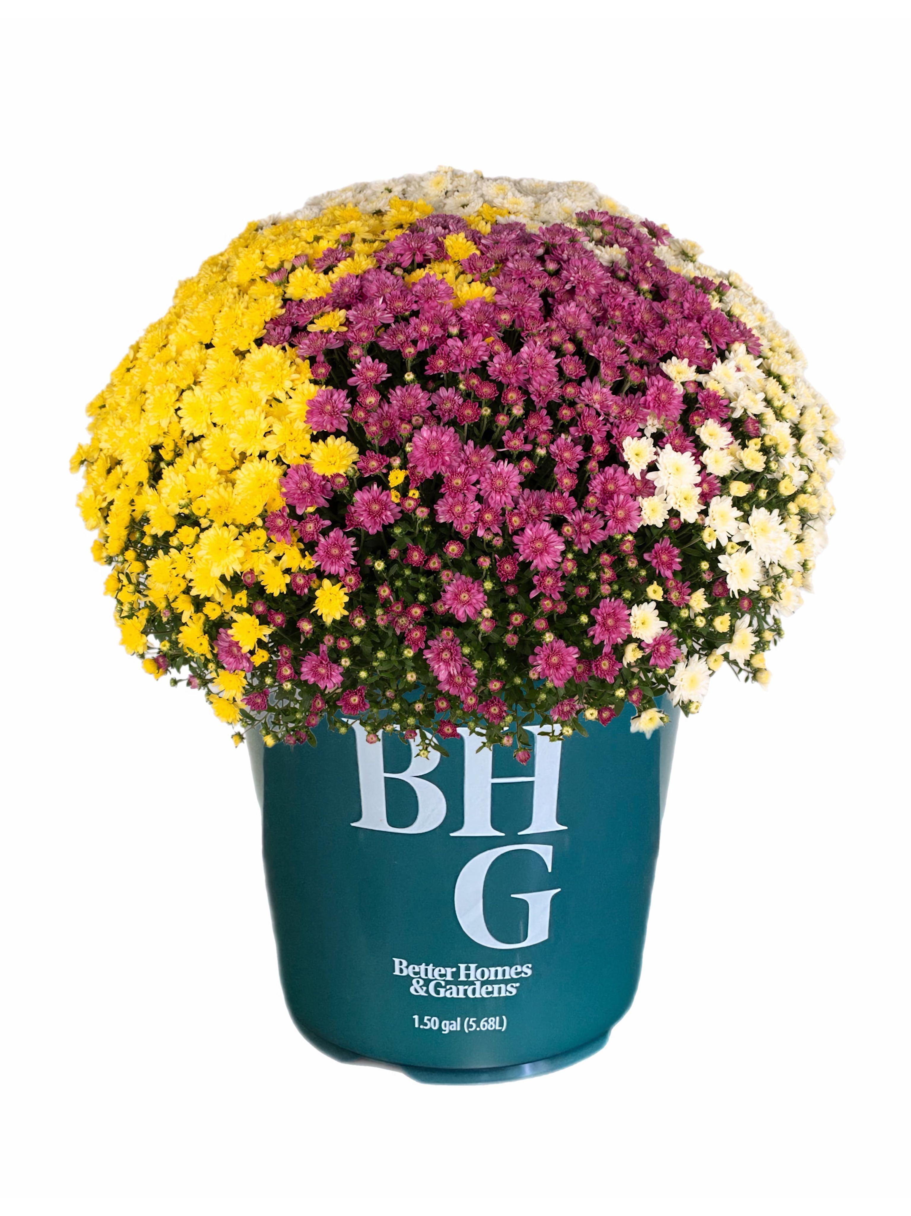 Better Homes & Gardens 1.5G Tricolor Mum Live Plant in Grower Pot