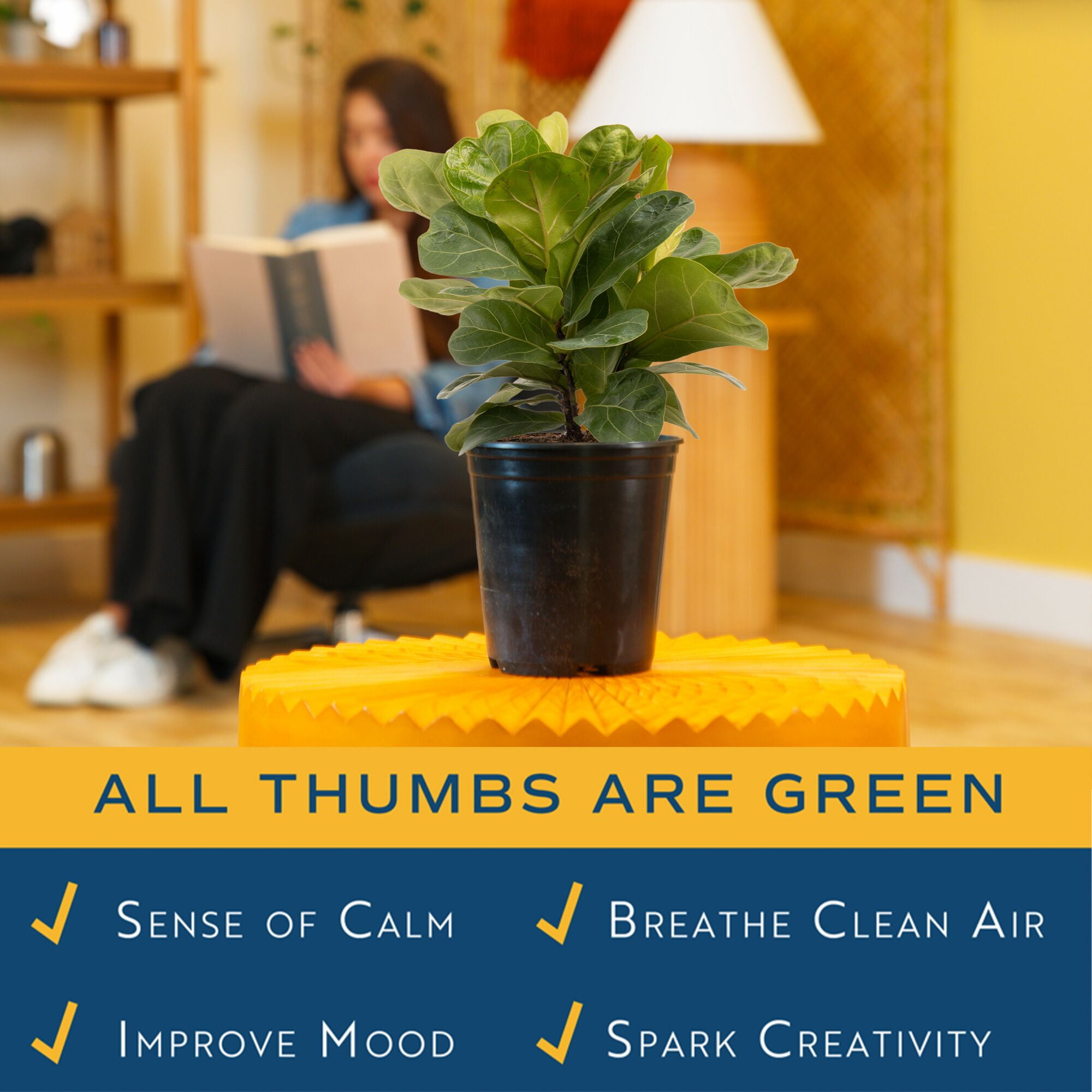 Costa Farms Live Indoor Bambino Ficus Lyrata; Indirect Sunlight Plant, in 6in Grower Pot