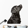 thumbnail image 1 of Black Labrador Looks Upwards Wall Decal by Wallmonkeys Peel and Stick Graphic (48 in H x 37 in W) WM354165, 1 of 4