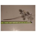 Five Dried Lunaria Stems, 6"10" Length, with discshaped silicles, for