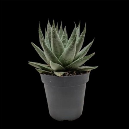 House Plant Dropship 4-SUCC-HAWORTHIA-SAVANNA Succulent Haworthia Savanna