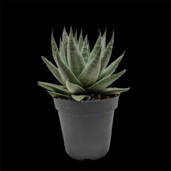 House Plant Dropship 4-SUCC-HAWORTHIA-SAVANNA Succulent Haworthia Savanna