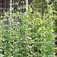 thumbnail image 3 of 2x Enredadera de Flores 5m 10m Plantas Enrejado Red de Escalada Red FrutasPlanta de Planta kusrkot Vides Climbin Trellis Netting, 3 of 8