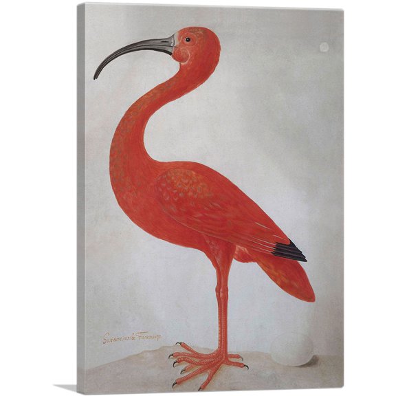 ARTCANVAS Scarlet Ibis With An Egg 1699 Canvas Art Print by Maria Sibylla Merian - Size: 26" x 18" (0.75" Deep)
