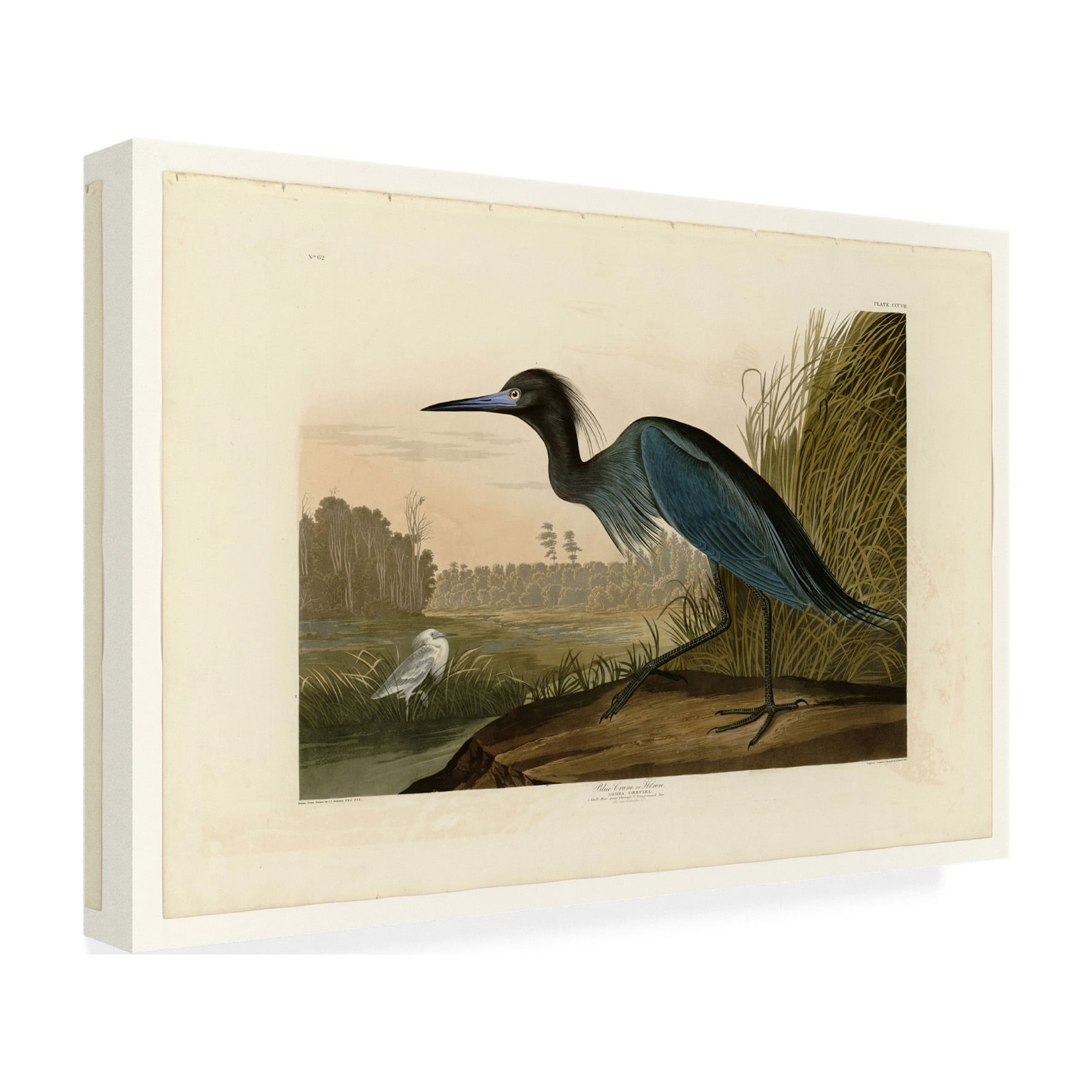 John James Audubon 'Blue Crane or Heron' Canvas Art